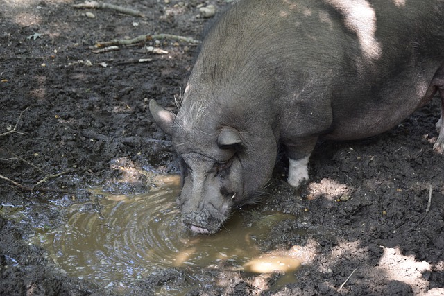 “苏州名城（中亿丰）杯”2024年全国桨板冠军赛暨中国桨板精英赛苏州站开赛.