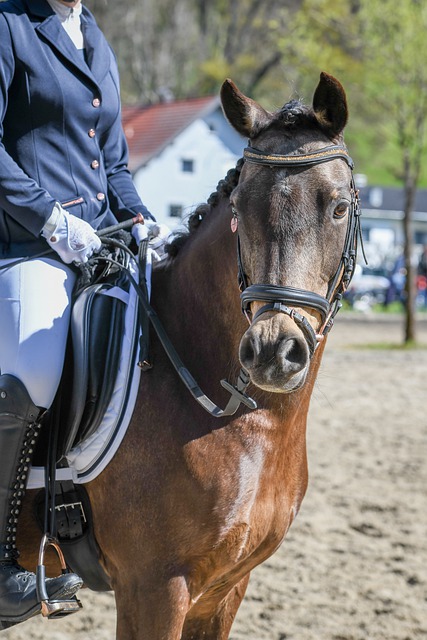 国王稍有疏 国王稍有疏